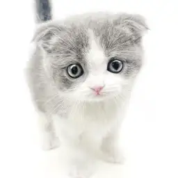 スコティッシュフォールド