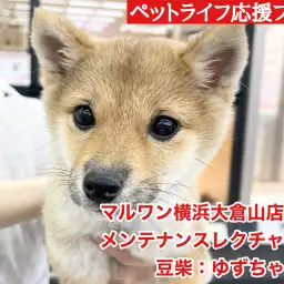 【 豆柴との暮らし 】初心者必見！初期のお手入れは二人一組がオススメ！