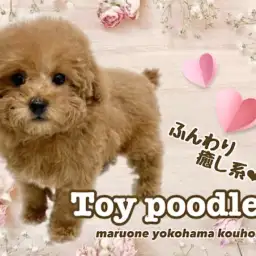 【 トイ・プードル】可愛さ増し増しふんわり癒し系プーちゃん