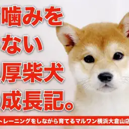 【 柴犬 】シャンプー優秀・甘噛みほぼなしの成長記録