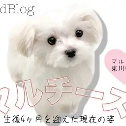 【 マルチーズ 】小さめサイズの純白プリンセス!生後4ヶ月を迎えた現在の姿