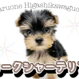 【 ヨークシャーテリア 】元気いっぱいな女の子！小さめヨーキーちゃん登場！