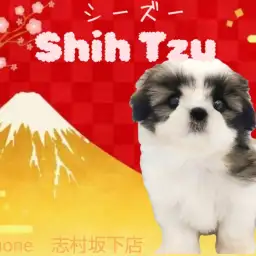 【 シーズー 】愛くるしさ100点!癒されること120%のおいどん系ワンコ