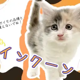 【 メインクーン 】ダイリュートキャリコのレアカラー！ギネスにも載ったあの猫種！