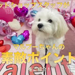 【マルプー 】生後6ヶ月を迎えた社交性抜群のスーパーわんこの成長記！