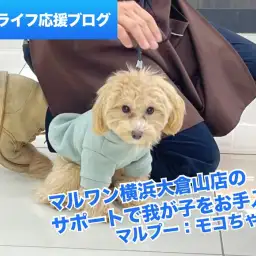 【 個別指導 】完全不定期開催！Mr.Kのドッグトレーニング（マルプー編）