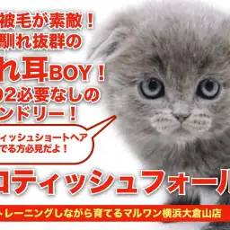 【 スコテッシュフォールド 】環境馴れ抜群！ブルーカラーが素敵なたれ耳にゃんこ！