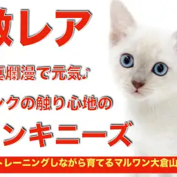 【 トンキニーズ 】天真爛漫な性格とミンクの手触りの激レア猫種初仲間入り！