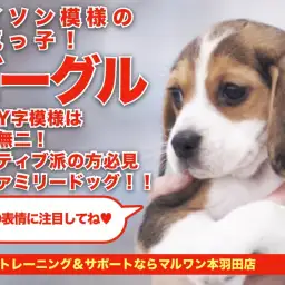 【 ビーグル 】パイソン模様のハウンドカラー!陽気で元気な女の子!
