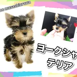 【 ヨークシャーテリア 】歩く宝石！天真爛漫ヨーキーくんが久々登場！