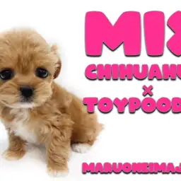 【 MIX犬 】チワワとトイプードルの最強ドールMIX!初心者必見チワプー!