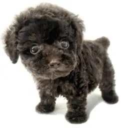 トイ・プードル