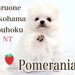【 ポメラニアン 】毛量たっぷり！ホワイトカラーの極上たぬきポメ