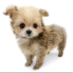 MIX（トイプードル×ポメラニアン）