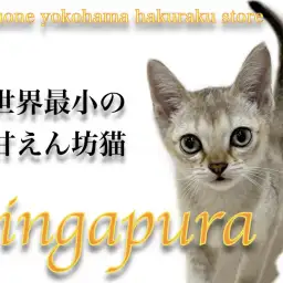 【 シンガプーラ 】見た目と性格のギャップが最高！世界最小の甘えん坊猫