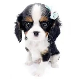 キャバリア・キングチャールズ・スパニエル