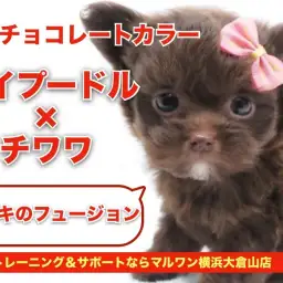 【 MIX 】トイプードル×チワワの奇跡フュージョン!ブラウンチワプー!