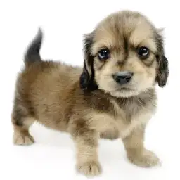 カニンヘン・ダックスフント