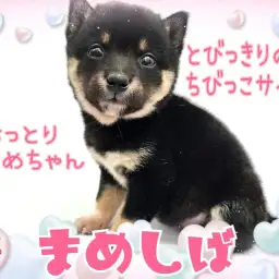 【 豆柴 】とびっきりのちびっこサイズ!おっとり控えめお嬢様豆柴!