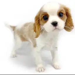 キャバリア・キングチャールズ・スパニエル