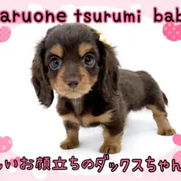 【 ミニチュアダックスフント 】優しいお顔立ちの甘えん坊ダックスちゃん！