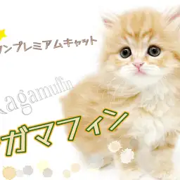 【 ラガマフィン 】マルワンプレミアムキャット！お鼻短めベビーフェイス