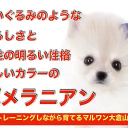 【 ポメラニアン 】超弩級の愛らしさ！小さめサイズのクリームポメが大倉山に登場！