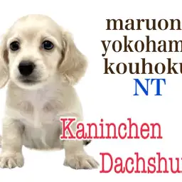 【 カニンヘンダックス 】優しいイエローカラーの癒し系男子!カニンヘンくん