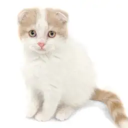 スコティッシュフォールド