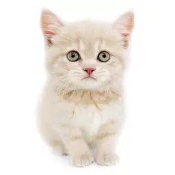 ブリティッシュショートヘア