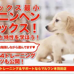 【 カニンヘンダックスフント 】ダックス基礎知識と6464トレーニング!