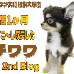 【 チワワ 】入店後1ヶ月が経ち少し成長した姿を紹介!小ささ、可愛さ、仕草は健在