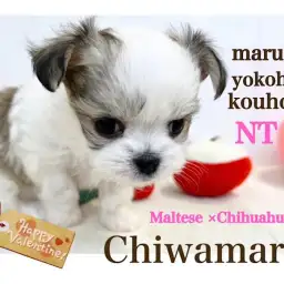 【 ミックス 】港北NT店人気ミックス犬！プッチーサイズのチワマルちゃん
