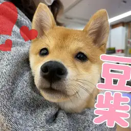 【 豆柴 】生後4ヶ月で体重3kg、体高26cm！ミニマムサイズの豆柴紹介！