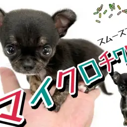 【 スムースチワワ 】生後72日の体重は539g!手乗りのマイクロチワワ登場