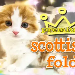 【 スコティッシュフォールド 】耳たれマル顔!その可愛さプレミアム級!!!