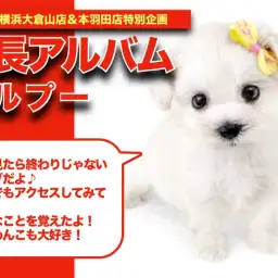 【 マルプーのアルバム 】学習能力と社会性が優秀なマルプーちゃんの成長記