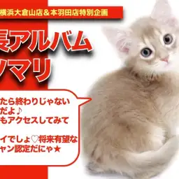 【ソマリンの成長アルバム】美しすぎる美猫様・・・将来有望なイケニャン!ソマリン!