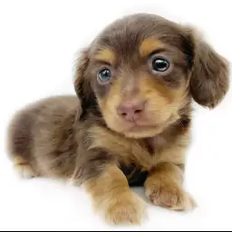 カニンヘン・ダックスフント