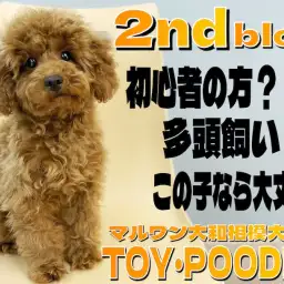 【 トイプードル 】初心者の方でも多頭飼いでも大丈夫！経験値豊富で社交性も抜群！