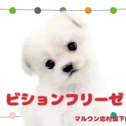 【 ビションフリーゼ 】愛嬌MAX!あたしが最強のビションフリーゼ