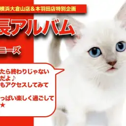 【 トンキちゃんの成長アルバム 】活発で遊び好きなトンキニーズちゃんの成長記!