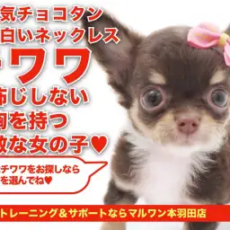 【 小さめ チワワ 】大人気のチョコタン！素敵なネックレスを持った女の子！