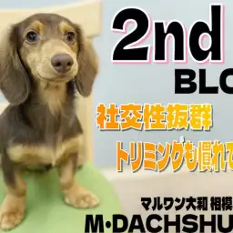 【 ミニチュアダックスフント 】社交性抜群で超お利口!トリミングもデビュー済み!