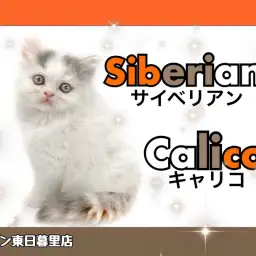 【 サイベリアン 】可愛すぎる三毛柄の低アレルゲンキャット