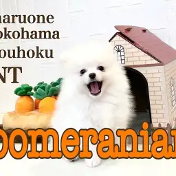 【 ポメラニアン 】ポメ君のこれからやってくるサル期ってなに？