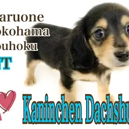 【 カニンヘン・ダックスフント 】人気ブラタンカラー!大きな瞳の女の子