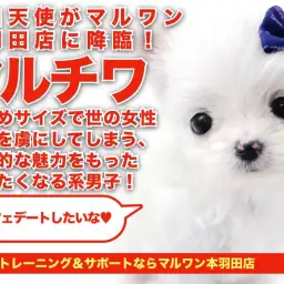 【 MIX マルチーズ×チワワ 】神秘的わんこの決定版！驚愕の可愛さにドキドキ！