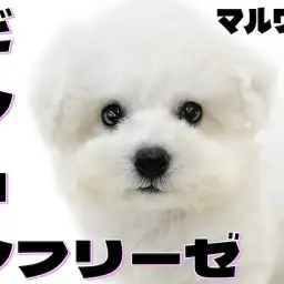 【 ビションフリーゼ 】大きな瞳が可愛いアフロ犬!ハイテンションで遊ぶ姿に注目!