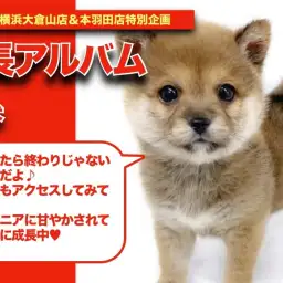 【 しばおくんの成長アルバム 】デレ柴に成長しているしばおくん成長記!